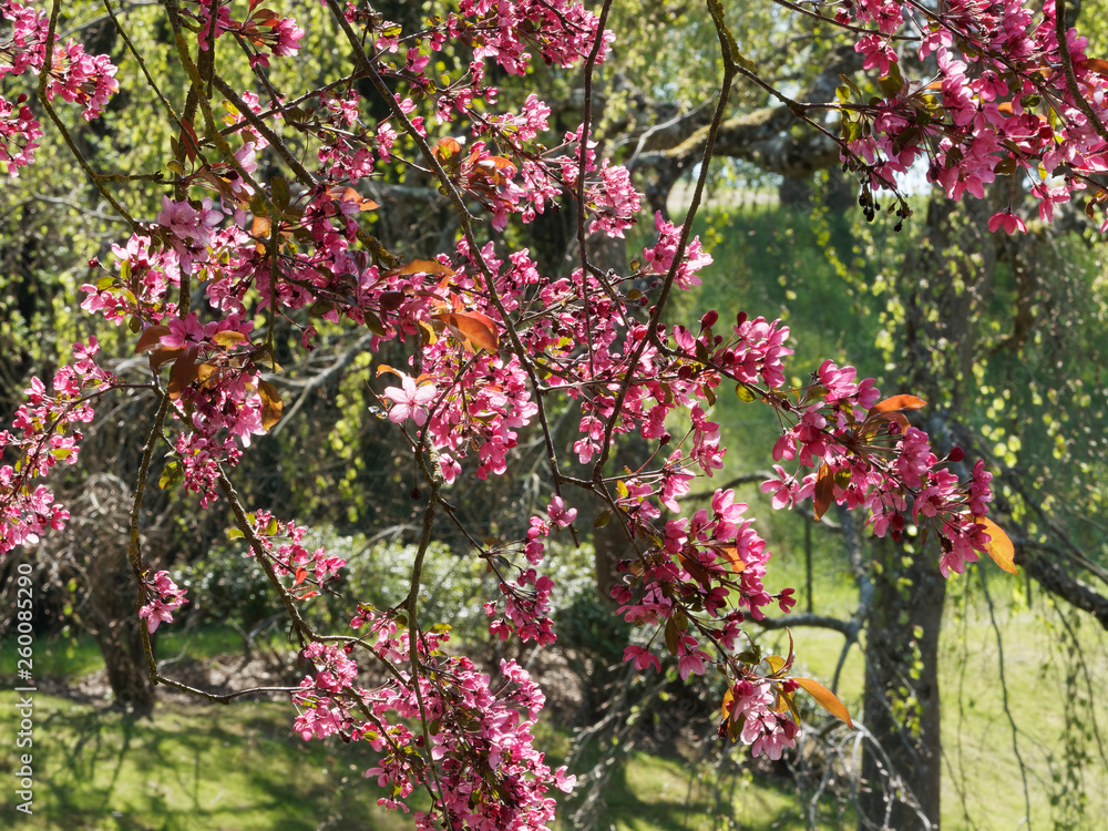 Pommier d'ornement à feuillage pourpre (Malus coccinella) ou pommier d'ornement à floraison rose pourpre