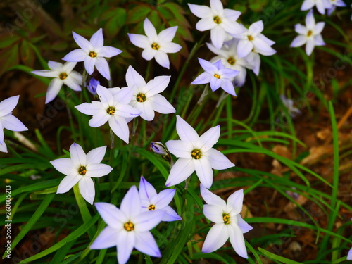 Weiße Sternblume