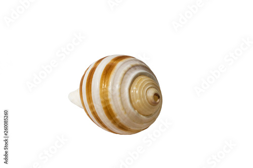 Shell rounded on white background