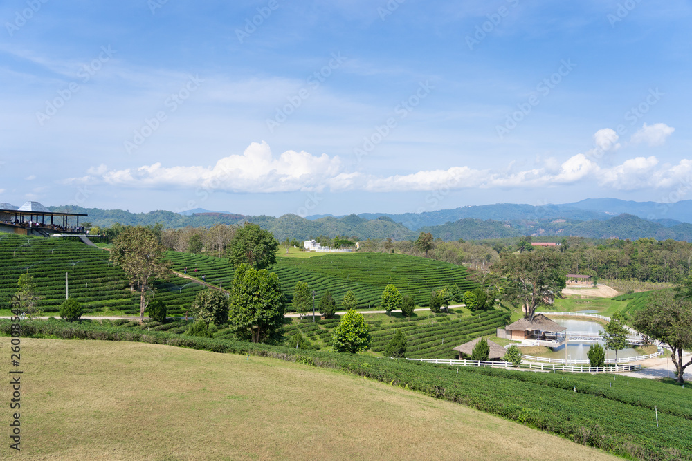 Landscape nature of field of green tea in Choui fong tea farm at north of thailand with bluesky