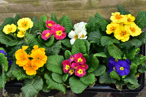 Fresh colorful bouquets of the spring flowers, primula, on the market counter.