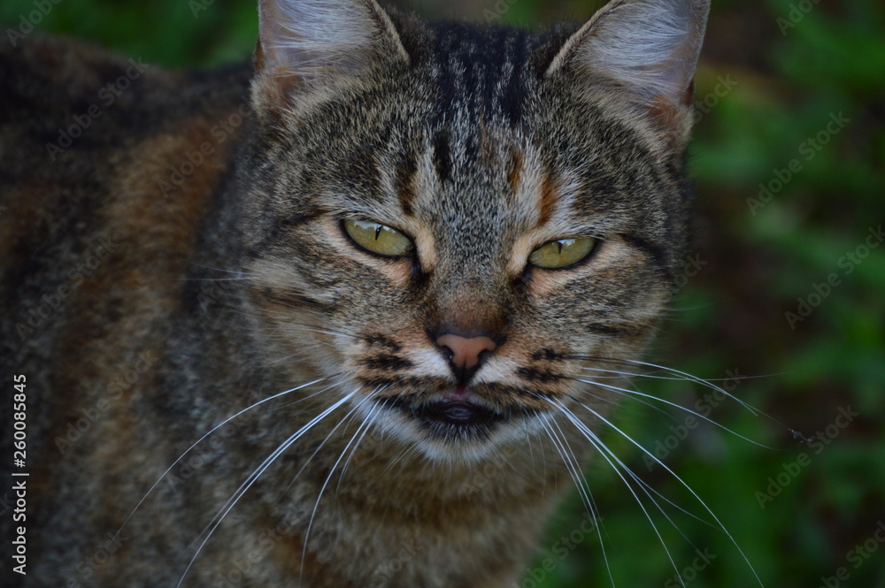cats cats