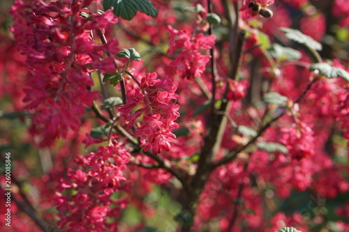 Frühling in Deutschland | roter Blütenzauber
