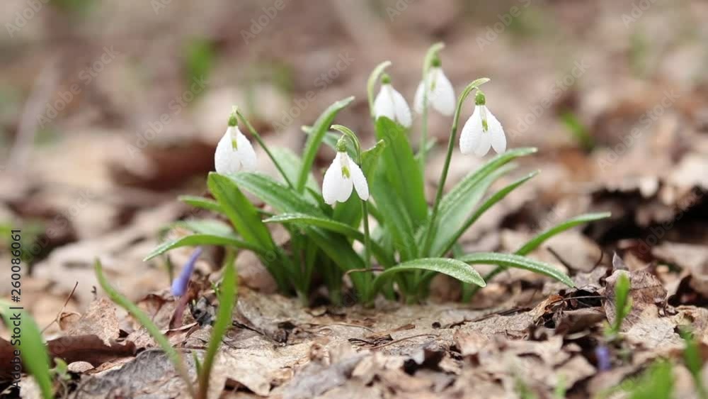 White blooming snowdrop folded or Galanthus plicatus with water drops in the forest background. Wind, light breeze, sunny spring day, dolly shot, close up, shallow depts of the field, 59,94 fps White blooming snowdrop folded or Galanthus plicatus with water drops in the forest background. Wind, light breeze, sunny spring day, dolly shot, close up, shallow depts of the field, 59,94 fps