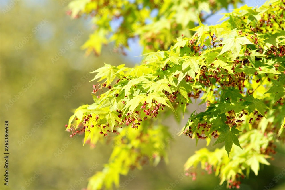 BRILLO DEL SOL ENTRE LOS HOJAS DE LAS RAMAS DE UN ARBOL, AMARILLO, BOKEH, SUAVE, VERDE, PRIMAVERA, FOLLAJE, NATURALEZA BRILLO DEL SOL ENTRE LOS HOJAS DE LAS RAMAS DE UN ARBOL, AMARILLO, BOKEH, SUAVE, VERDE, PRIMAVERA, FOLLAJE, NATURALEZA
