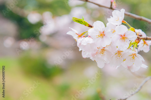 東京千鳥ヶ淵の桜 © あんみつ姫
