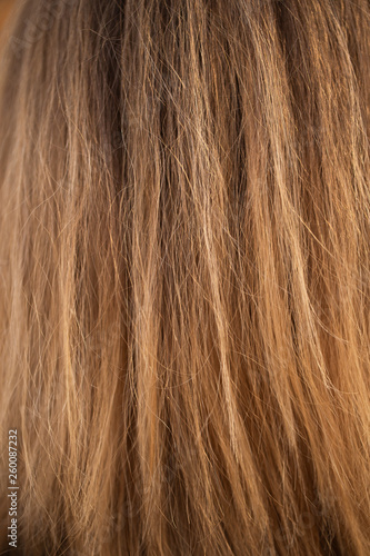 Closeup view of long straight blonde female hair. Vertical color photography.