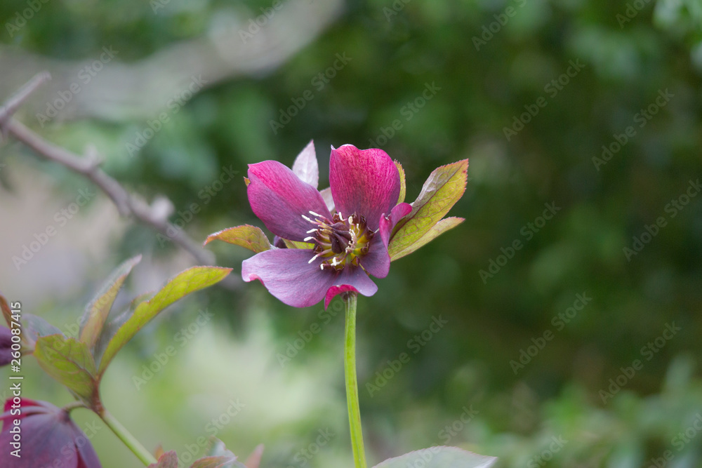 red Christmas rose in the garden red Christmas rose in the garden