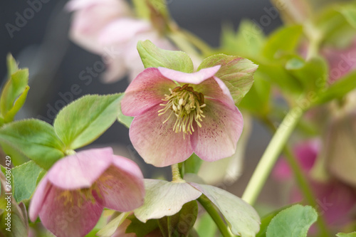 red Christmas rose in the garden