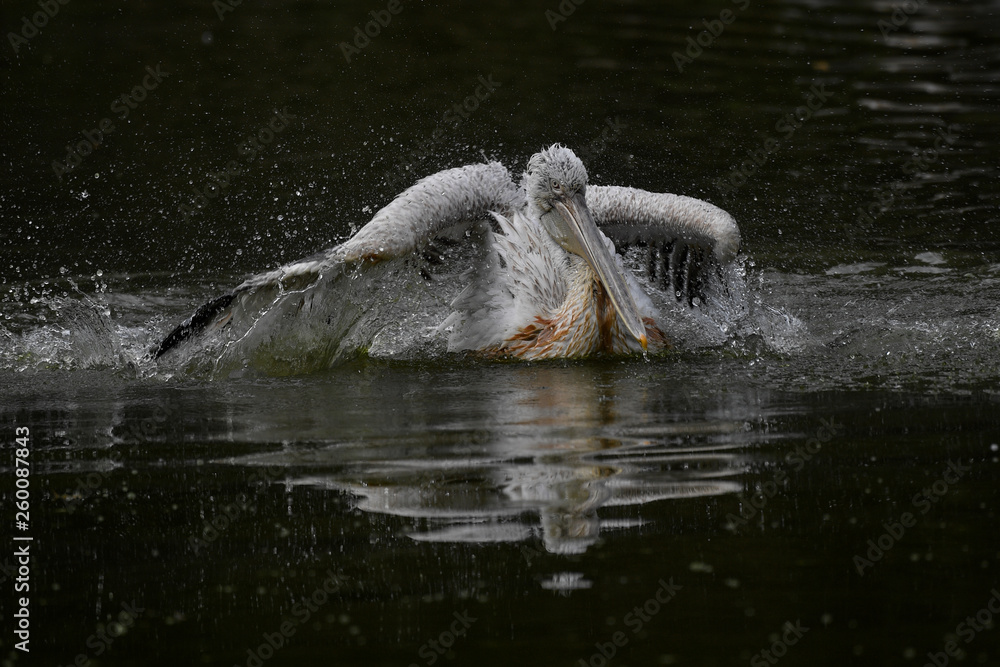 Fototapeta premium Pélican frisé