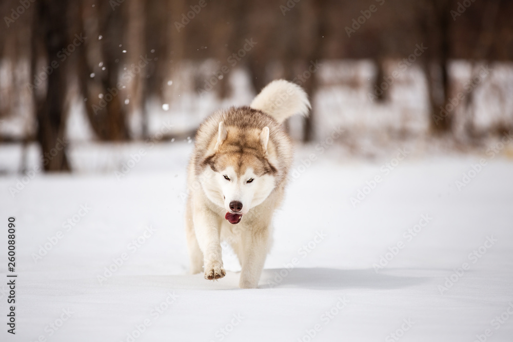 Crazy, happy and funny beige and white dog breed siberian husky with tonque out running on the snow in the winter field. Crazy, happy and funny beige and white dog breed siberian husky with tonque out running on the snow in the winter field.