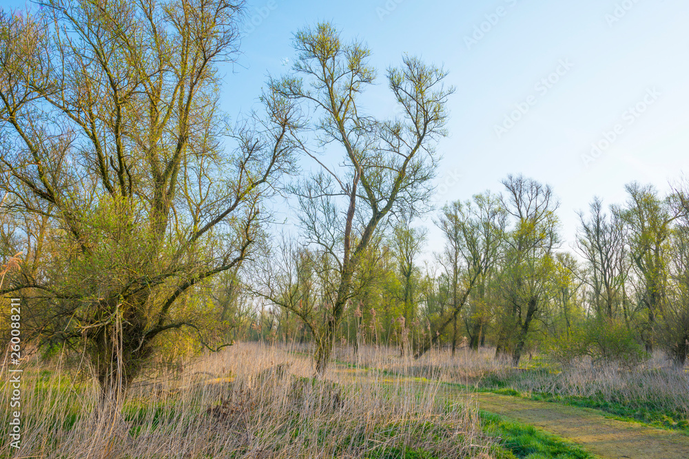 Trees along a misty field below a blue sky at sunrise in spring Trees along a misty field below a blue sky at sunrise in spring