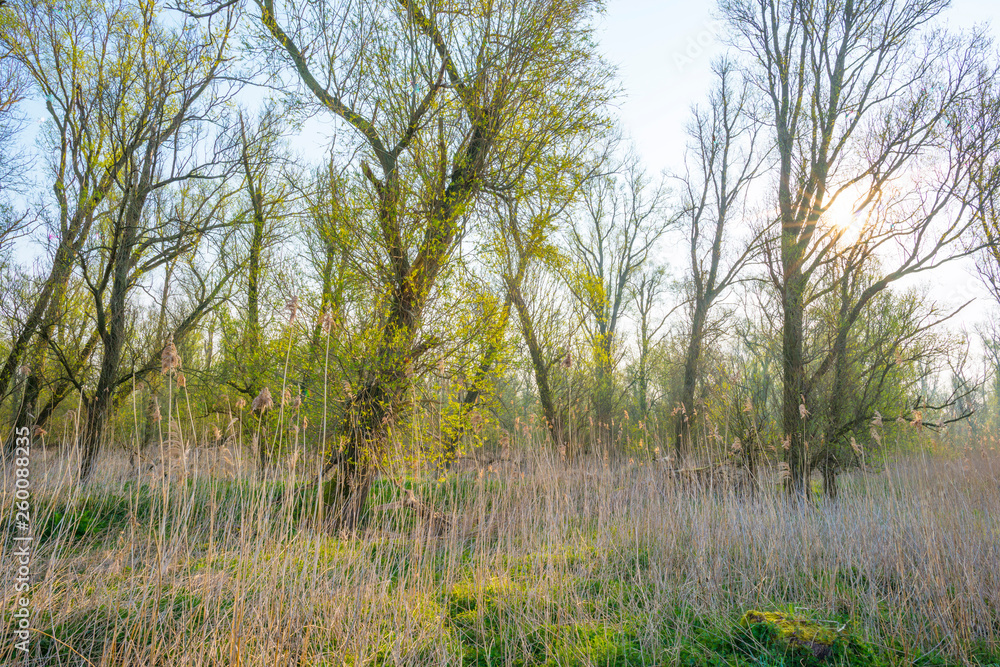 Trees along a misty field below a blue sky at sunrise in spring Trees along a misty field below a blue sky at sunrise in spring