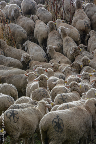 Magnífico rebaño de ovejas amontonadas