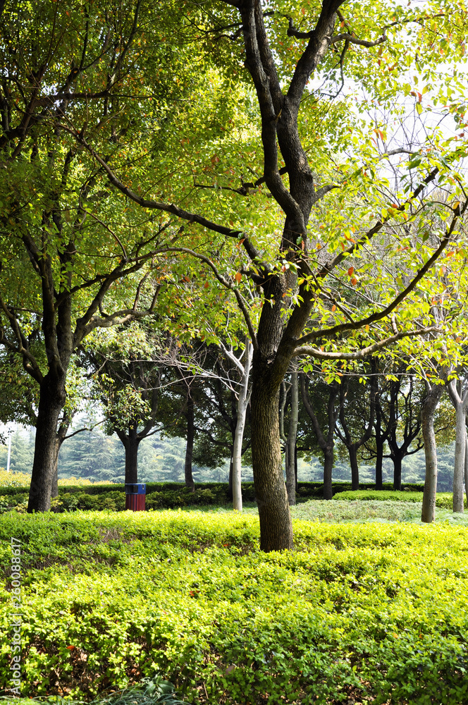 Autumn park in the morning in cloudy weather. Picture autumn park. September landscapes in the park. Overcast weather. Park alleys Autumn park in the morning in cloudy weather. Picture autumn park. September landscapes in the park. Overcast weather. Park alleys