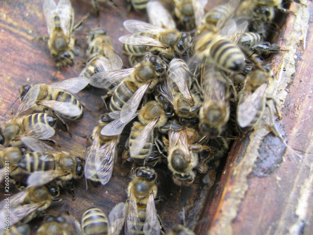 cluster requeening by bees, colony of bees. Bees took queen bee to cluster after replanting, wrong replacement. Working bees kill queen bee. cluster requeening by bees, colony of bees. Bees took queen bee to cluster after replanting, wrong replacement. Working bees kill queen bee.