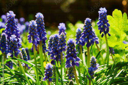 Beautiful blue flowers Muscari. On a sunny bright day