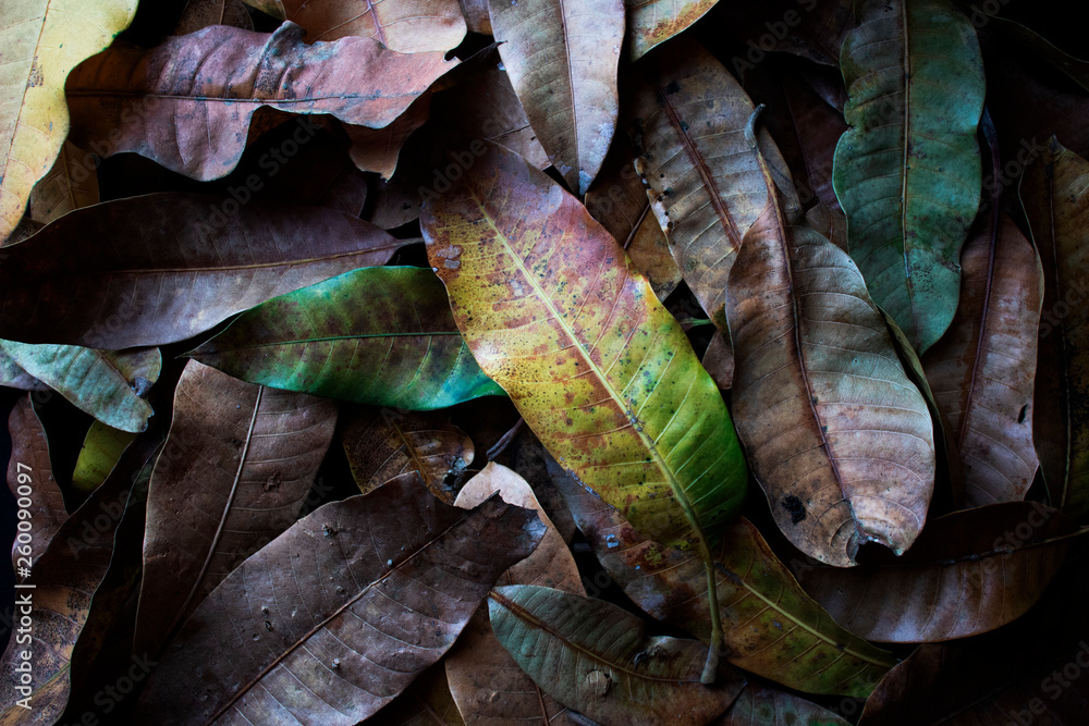 Naklejka premium Background of dry brown mango leaves lying on the ground