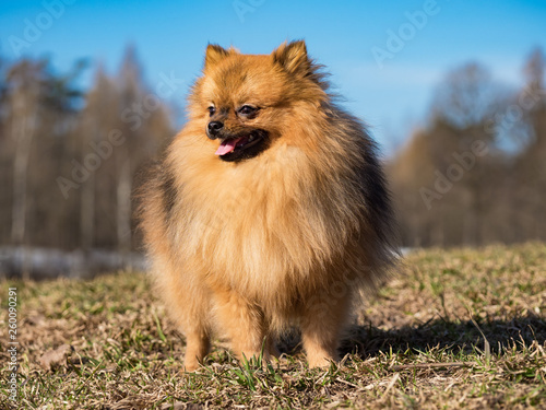 Dog small Spitz walking on the lawn in the spring.