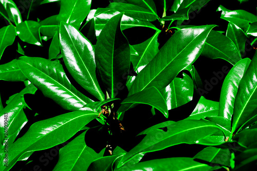 tropical magnolia leaves background  natural texture  closeup