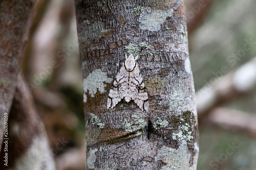 Moth on a tree