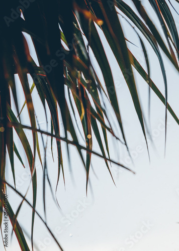 Wallpaper Mural fresh green leaves with water drops Torontodigital.ca