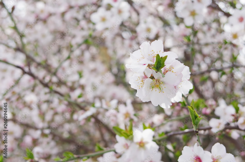 almond blossoms spring background almond blossoms spring background
