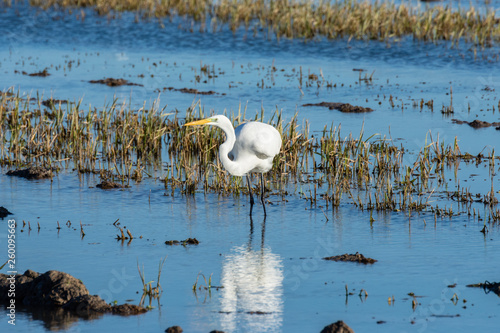 A white heron hunting on the lagoon. Adult white heron (great egret) on the hunt in natural park of Albufera, Valencia. Natural birds portrait and nature background