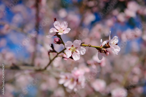 Sakura pink flowers background . cherry blossom.Spring time