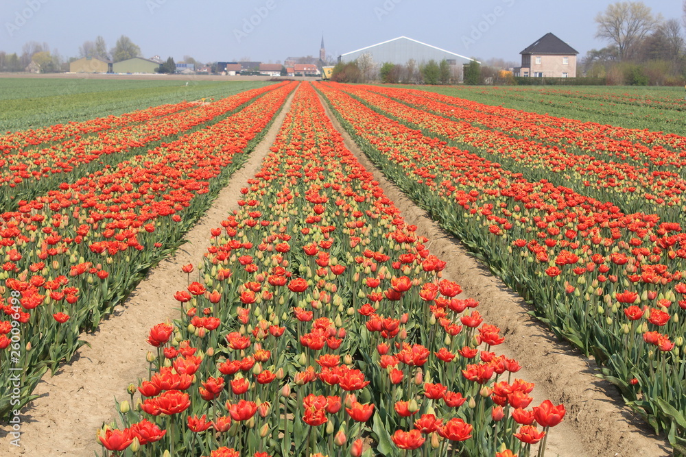 a bulb field with red flowering tulips in zeeland, holland in springtime at a sunny day