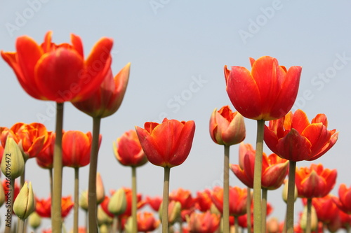 a group red tulips closeup in a bulb field in springtime