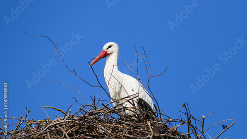 Storch im Nest, hoch über den Dächern der Stadt