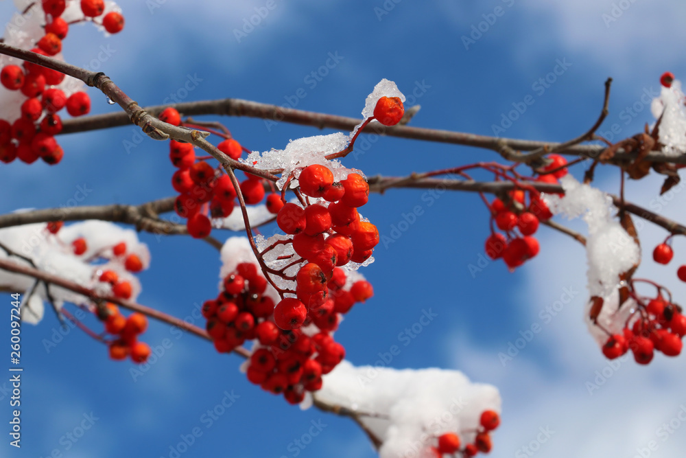 FRUITS DU SORBIER DES OISELEURS SOUS LA NEIGE. FRUITS DU SORBIER DES OISELEURS SOUS LA NEIGE.