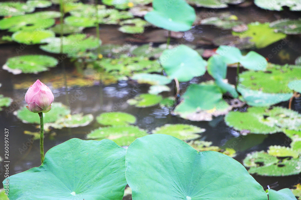 water lily in a pond