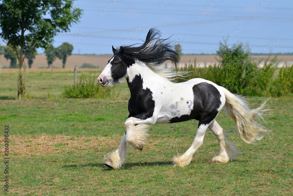 Pinto Irish cob horse running in canter over the field. Horizontal, side view, in motion. Pinto Irish cob horse running in canter over the field. Horizontal, side view, in motion.