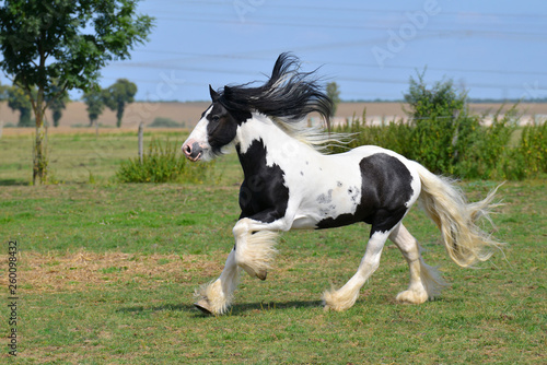 Photos Pinto Irish cob horse running in canter over the field