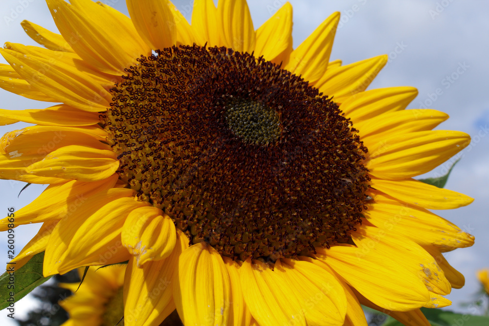 Naklejka premium Group of sunflowers in a field 