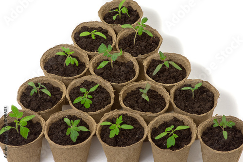 Young tomato seedling sprouts in the peat pots isolated on white background. Gardening concept