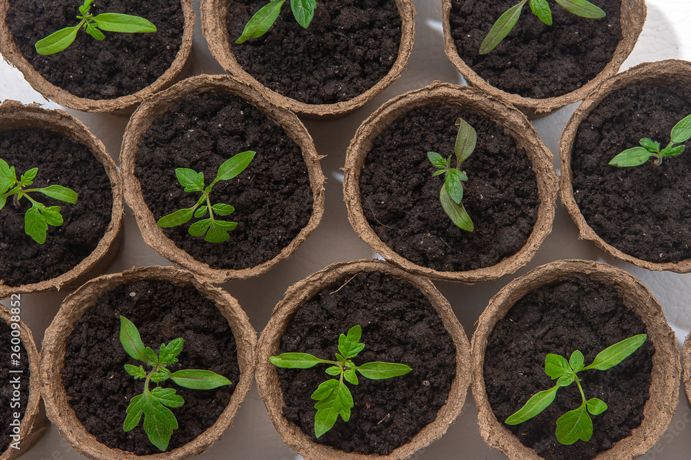 Young tomato seedling sprouts in the peat pots isolated on white background. Gardening concept Young tomato seedling sprouts in the peat pots isolated on white background. Gardening concept