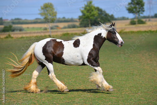Pinto Irish cob horse running in gallop over the field. Horizontal, side view, in motion.
