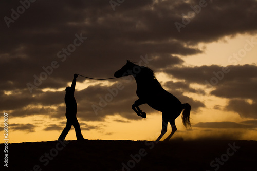 Natural silhouettes of a man and arabian stallion raring in the sunset.