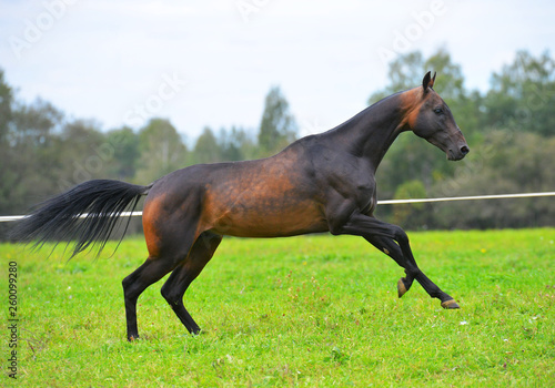 Dark bay Akhal Teke stallion leaping forward in canter in the summer field. Horizontal  side view  in motion.