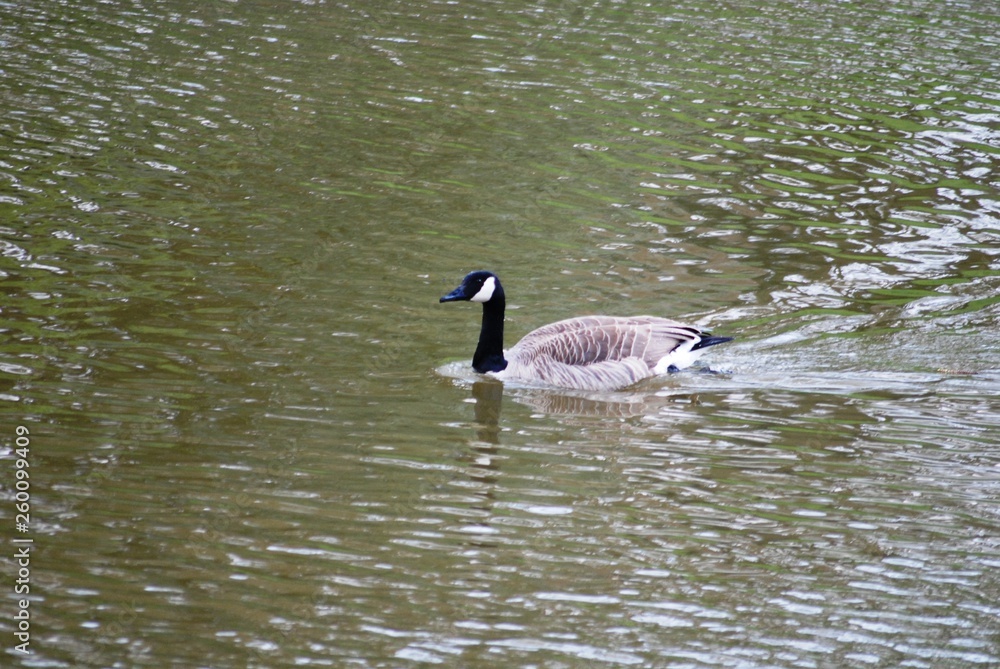 Obraz premium Canards dans les douves du château de de Groot Bijgaarden (Brabant Flamand- Belgique)