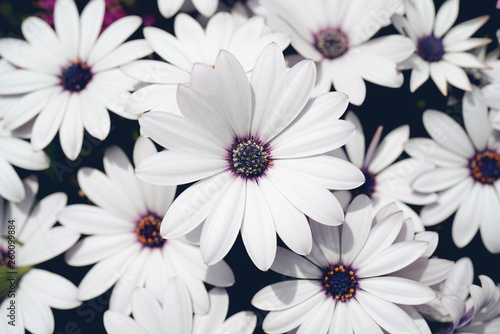 African daisies, osteospermum, pink and white lilac colour photo