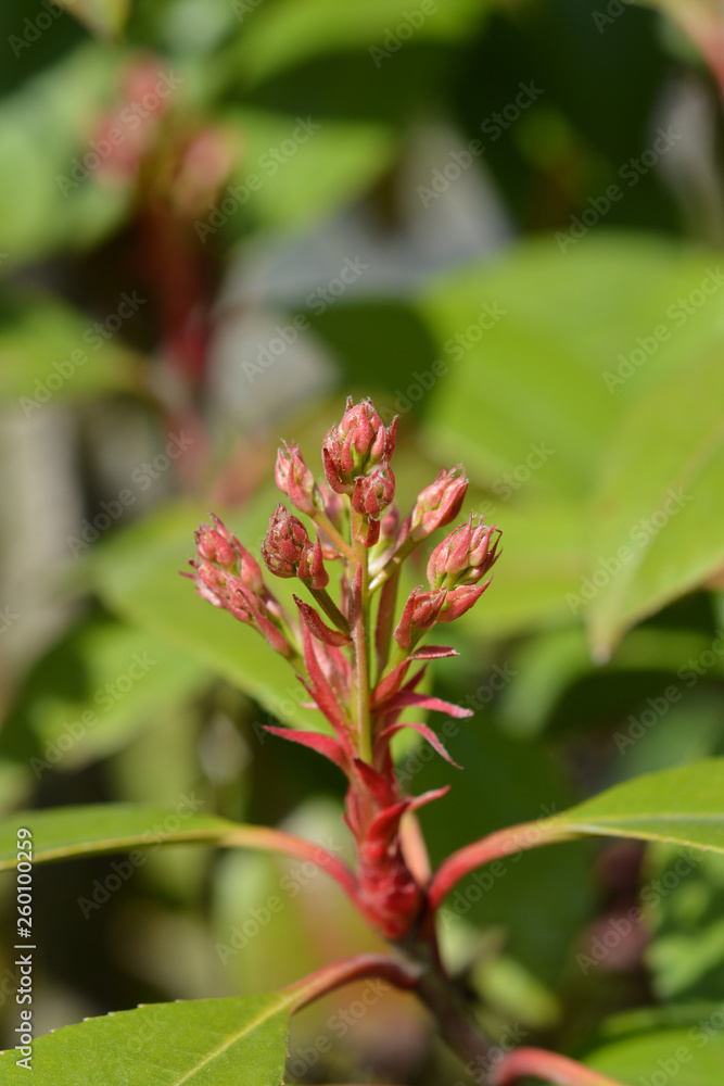 Photinia Red Robin Photinia Red Robin
