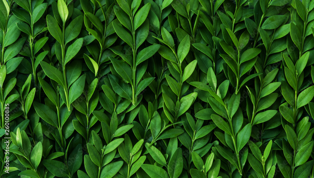 Pattern from leaves and twigs of boxwood. Natural vegetative texture. Pattern from leaves and twigs of boxwood. Natural vegetative texture.