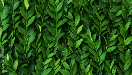 Pattern from leaves and twigs of boxwood. Natural vegetative texture.