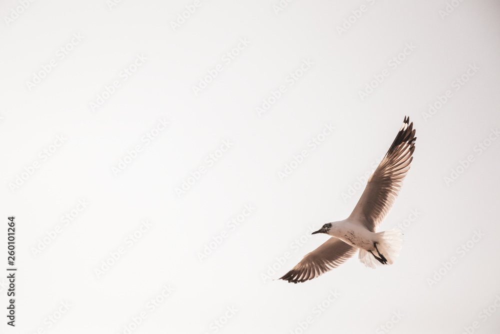 Obraz premium Close up Seagulls flying in the air and sky background.Freedom seagulls expand wings in the sky.