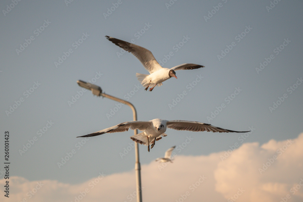 Close up Seagull flying in the air and sky background.Freedom seagull expand wings in the sky.