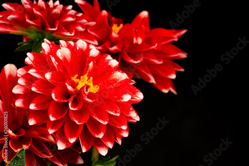 Fototapeta Naklejka Na Ścianę i Meble -  red dahlia flowers